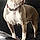 Roxy