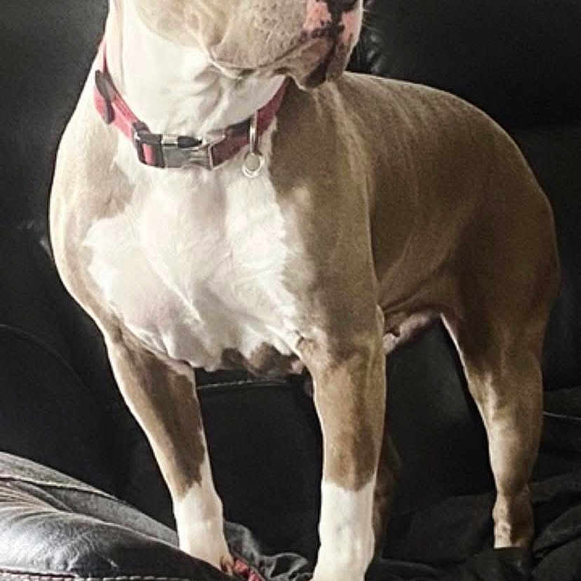 Roxy is registered to the contest to win money with this photo: alert, animal, brown, canine, collar, companion, couch, dog, domestic, fur, furniture, house, indoor, leather, pet, portrait, railing, stairs, standing, white