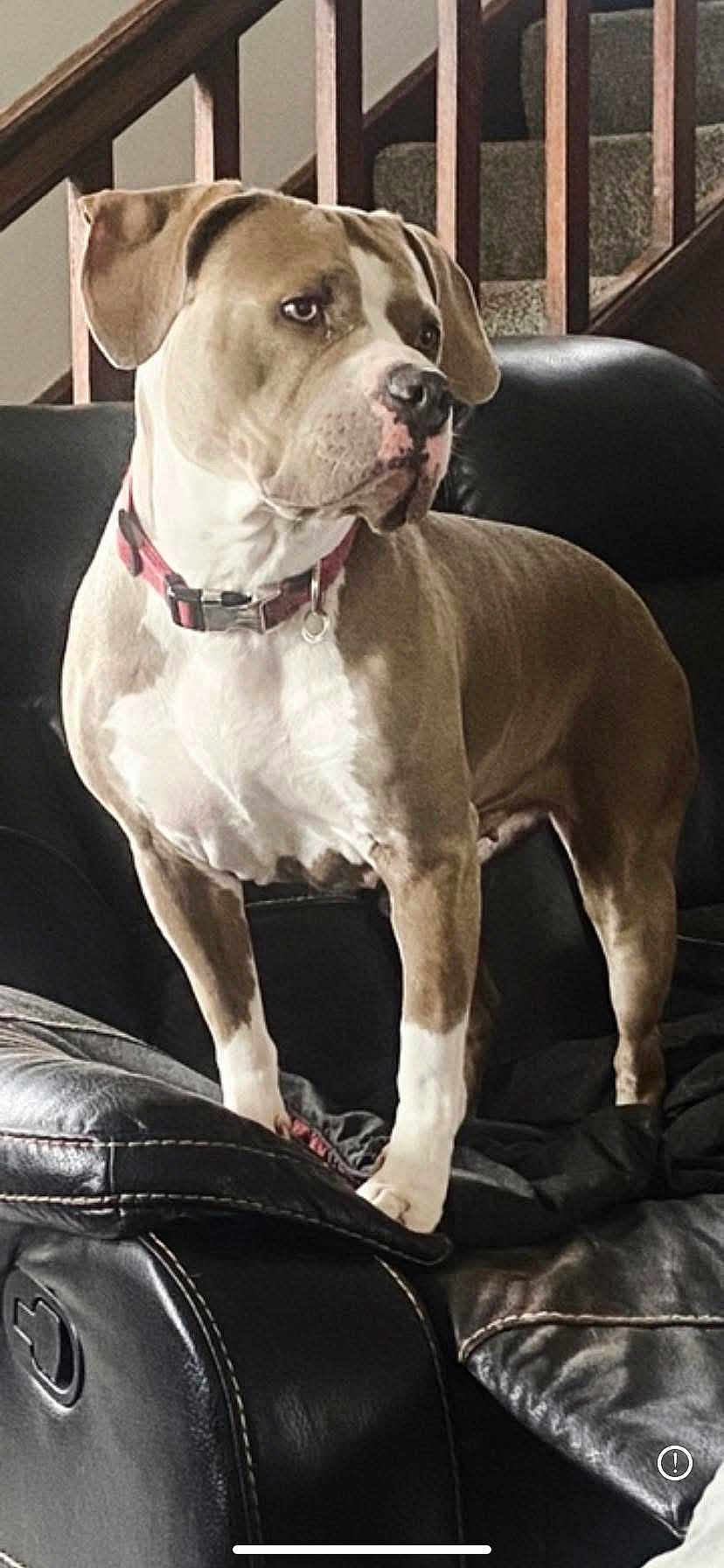 Roxy is registered to the contest to win money with this photo: dog, pet, indoor, couch, leather, stairs, railing, brown, white, collar, canine, animal, fur, alert, standing, house, furniture, domestic, companion, portrait