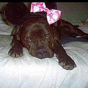 Vida Loca joined the competition — help win amazing prizes! dog, brown_dog, bed, pink_bow, polka_dot, pet, animal, lying_down, indoor, fur, cute, resting, domestic_animal, canine, sleepy, white_bed, close_up, face, paw, looking