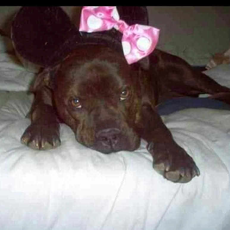 Vida Loca joined the competition — help win amazing prizes! dog, brown_dog, bed, pink_bow, polka_dot, pet, animal, lying_down, indoor, fur, cute, resting, domestic_animal, canine, sleepy, white_bed, close_up, face, paw, looking