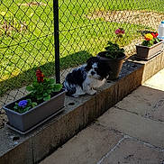 Nao participe au concours pour gagner de l'argent avec cette photo : backyard, dog, dog_breed, dog_like_mammal, garden, grass, lawn, outdoor_structure, plant, play, road_surface, sidewalk, yard