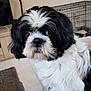 Nao a rejoint le concours — aidez-le/la à gagner de superbes lots ! carnivoran, companion_dog, dog, dog_breed, dog_breed_group, dog_like_mammal, havanese, lhasa_apso, lowchen, shih_tzu, snout, vertebrate