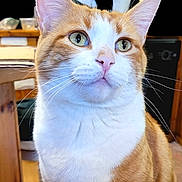 Trapper is registered to the contest to win money with this photo: animal, background_blur, cat, close_up, curious, cute, domestic_animal, ears, feline, green_eyes, indoor, kitchen, orange_cat, pet, portrait, sitting, table, whiskers, white_cat, wooden_furniture