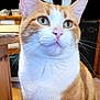 animal, background_blur, cat, close_up, curious, cute, domestic_animal, ears, feline, green_eyes, indoor, kitchen, orange_cat, pet, portrait, sitting, table, whiskers, white_cat, wooden_furniture