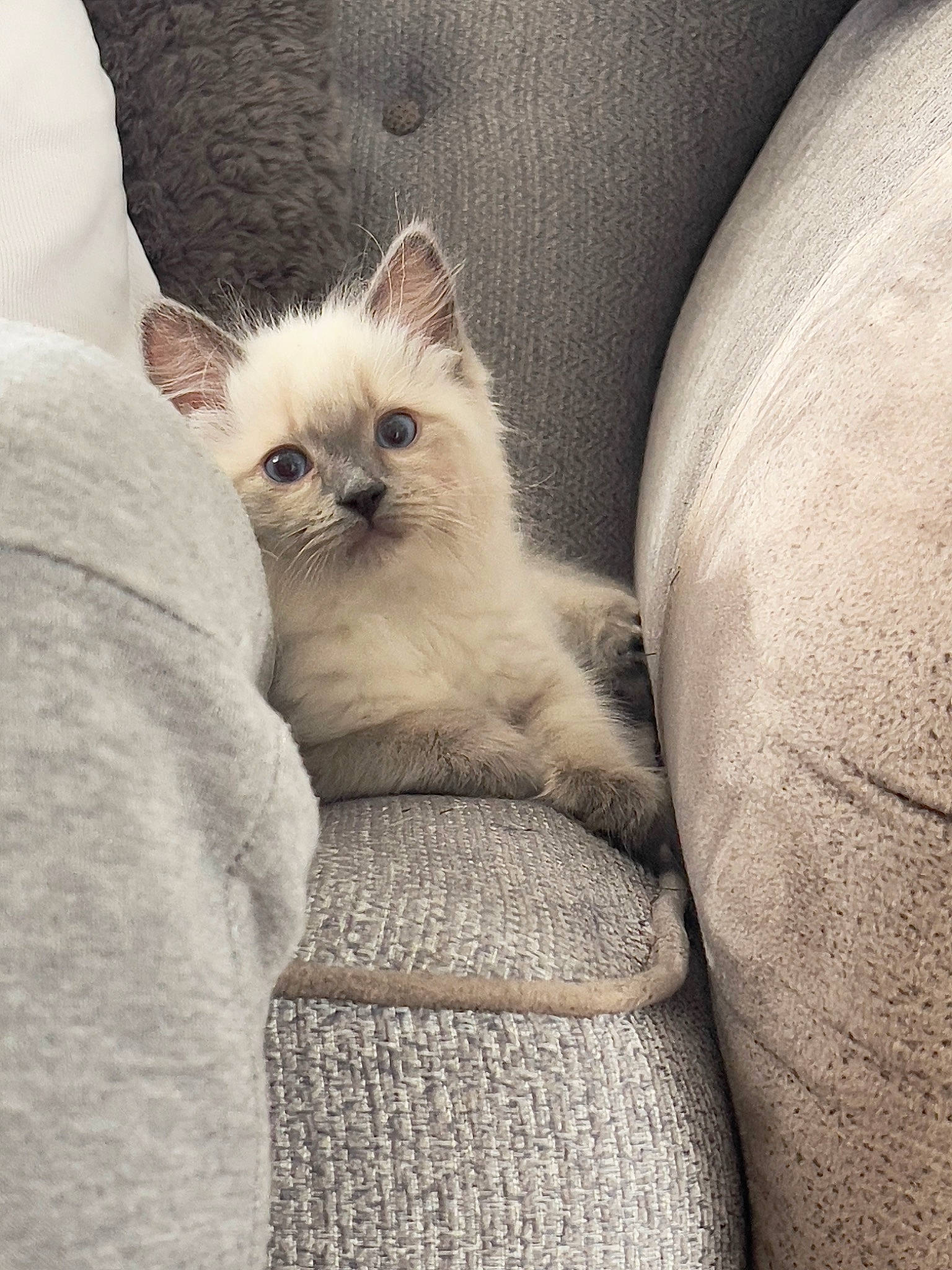 Isla joined the competition — help win amazing prizes! birman, carnivore, cat, comfort, couch, eye, fawn, felidae, fur, paw, sitting, small_to_medium_sized_cats, snout, tail, terrestrial_animal, tints_and_shades, whiskers