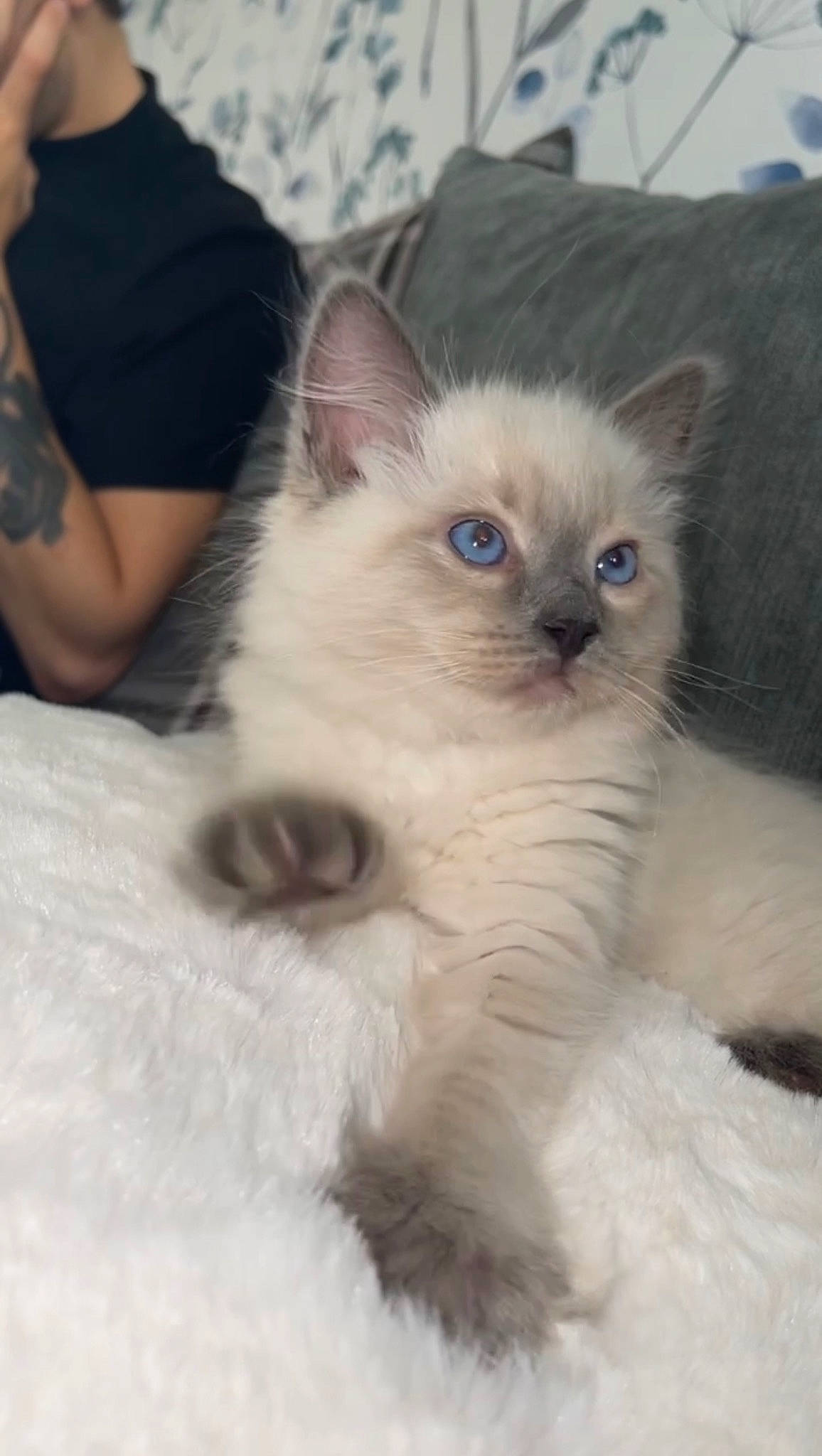 Isla is registered to the contest to win money with this photo: birman, british_longhair, carnivore, cat, claw, comfort, fawn, felidae, fur, paw, ragdoll, sitting, small_to_medium_sized_cats, snout, tail, terrestrial_animal, whiskers, window