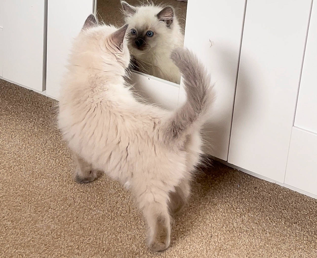 Isla joined the competition — help win amazing prizes! balinese, birman, british_longhair, carnivore, cat, claw, domestic_short_haired_cat, fawn, felidae, flooring, fur, paw, ragdoll, siamese, small_to_medium_sized_cats, snout, tail, thai, tonkinese, whiskers