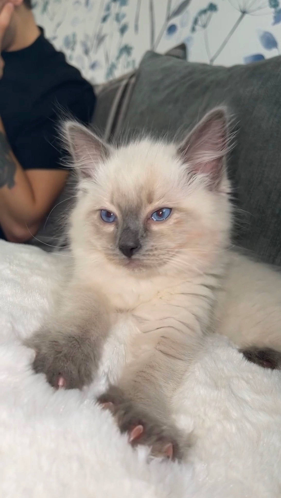 Isla joined the competition — help win amazing prizes! balinese, birman, carnivore, cat, claw, comfort, eye, fawn, felidae, fur, iris, paw, ragdoll, siamese, small_to_medium_sized_cats, snout, tail, terrestrial_animal, thai, whiskers