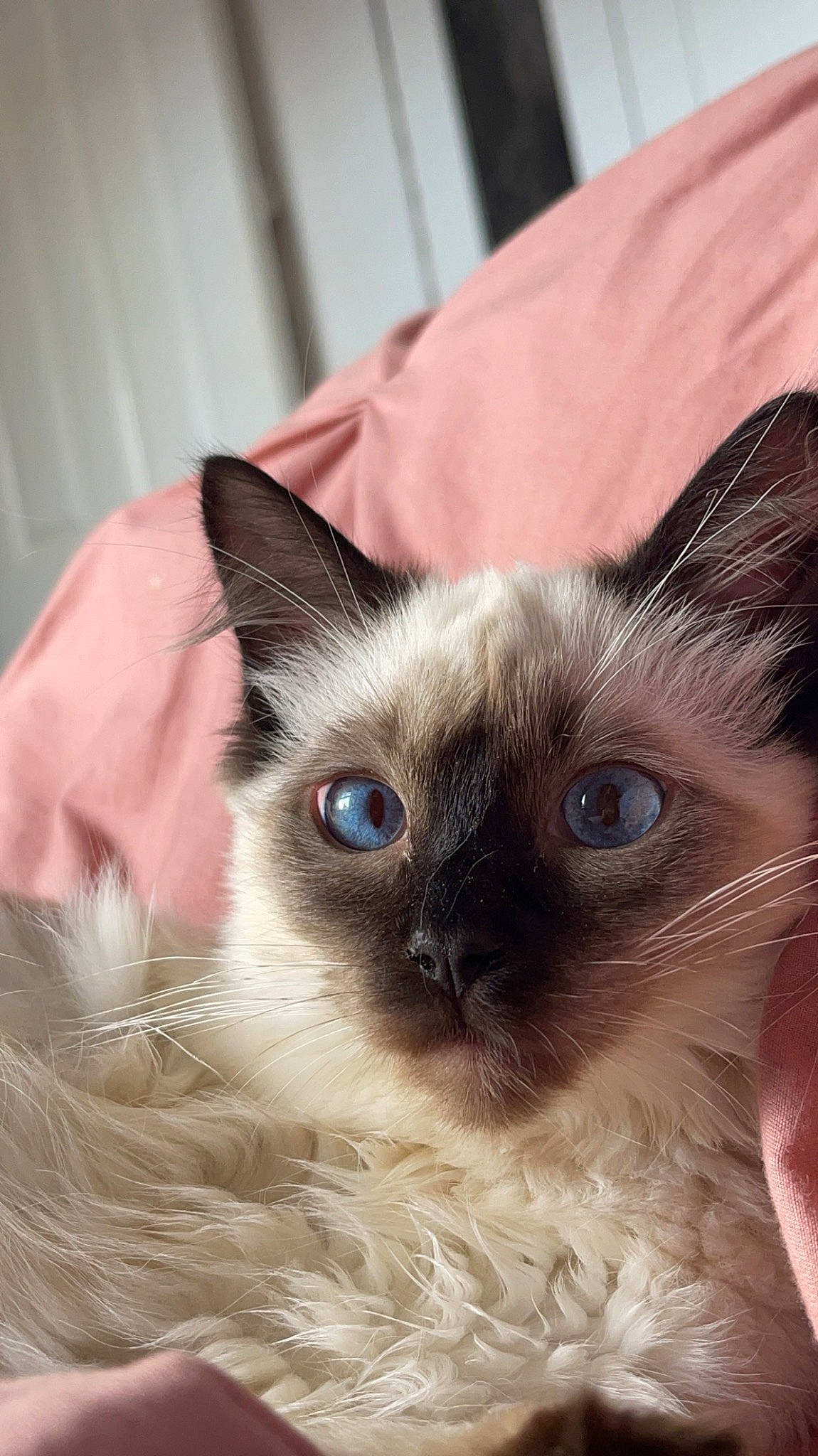 Smitty joined the competition — help win amazing prizes! birman, carnivore, cat, close_up, comfort, eyelash, fawn, felidae, fur, iris, ragdoll, siamese, small_to_medium_sized_cats, snout, terrestrial_animal, whiskers