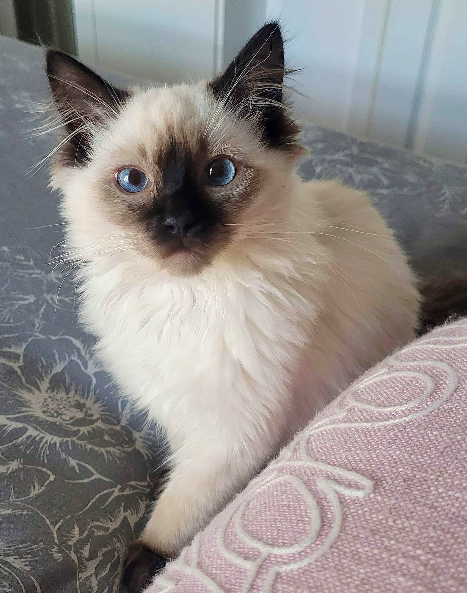 Smitty joined the competition — help win amazing prizes! balinese, birman, carnivore, cat, fawn, felidae, flooring, fur, iris, ragdoll, siamese, small_to_medium_sized_cats, snout, terrestrial_animal, thai, whiskers