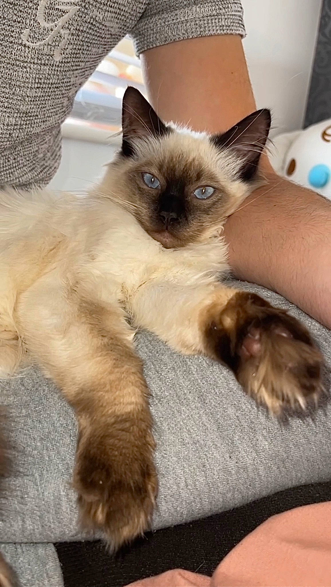 Smitty is registered to the contest to win money with this photo: birman, carnivore, cat, fawn, felidae, fur, siamese, small_to_medium_sized_cats, snout, stuffed_toy, tail, whiskers