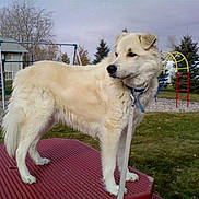 Chance joined the competition — help win amazing prizes! animal, canine, cloudy, collar, daytime, dog, fence, grass, house, leash, nature, outdoor, park, pet, platform, play_equipment, playground, sky, suburban, tree