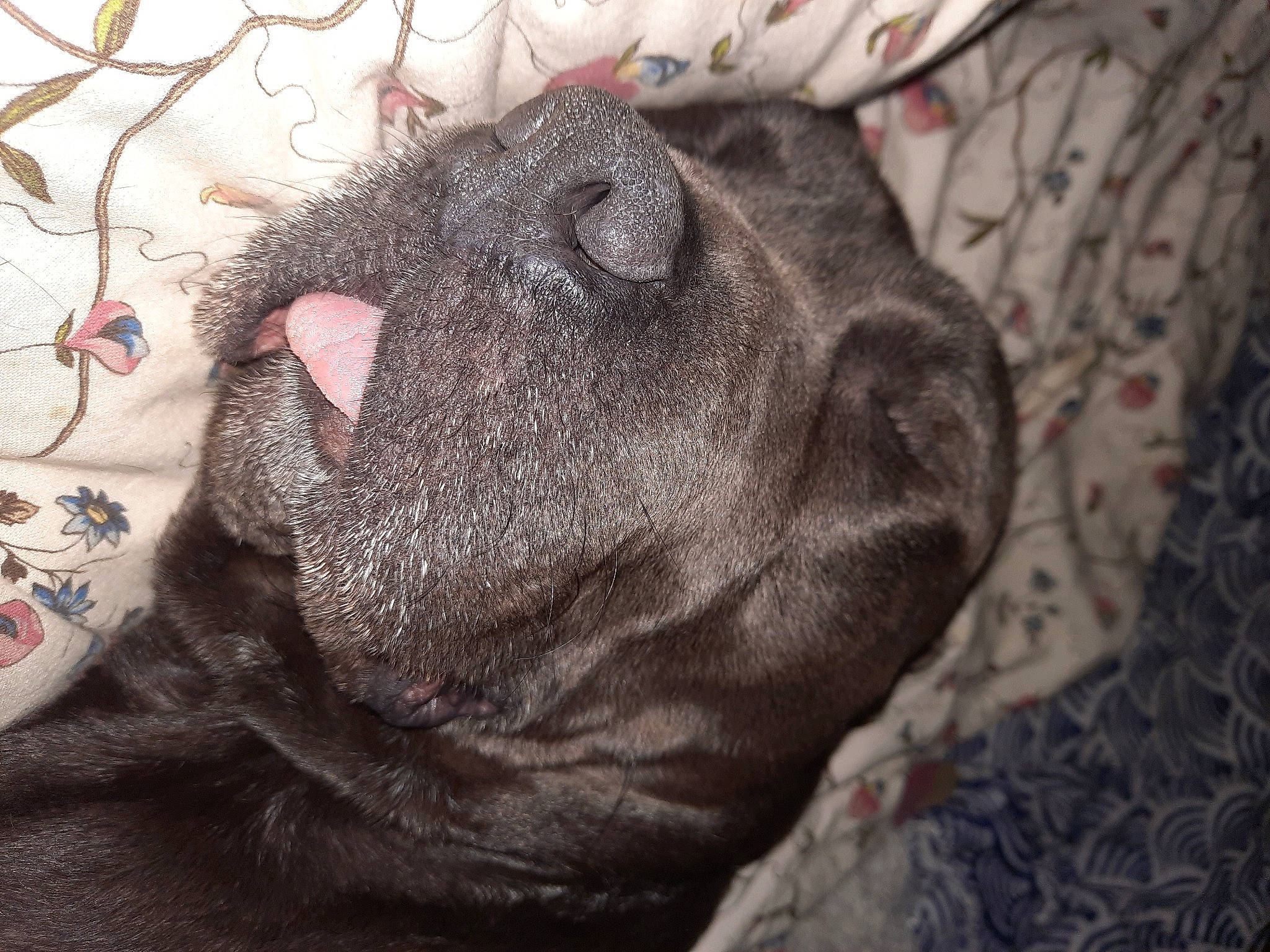 Ice a rejoint le concours — aidez-le/la à gagner de superbes lots ! canidae, carnivore, dog, dog_breed, fawn, french_bulldog, mammal, non_sporting_group, pug, shar_pei, snout, whiskers, wrinkle