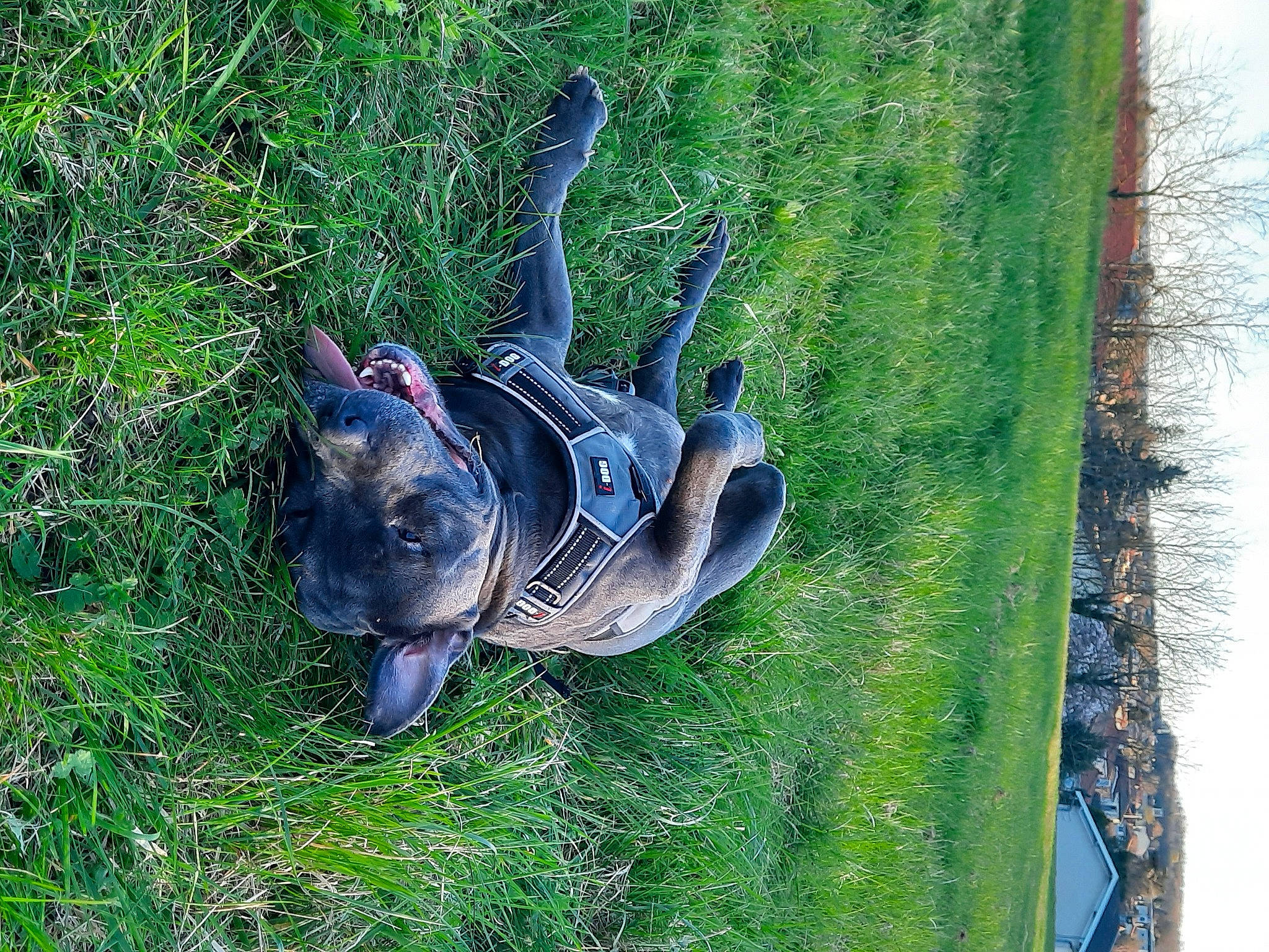 Ice a rejoint le concours — aidez-le/la à gagner de superbes lots ! canidae, fawn, grass, guard_dog, plant, snout, sporting_group, tree, weimaraner, wildlife