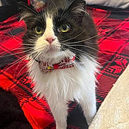 Sasha is registered to the contest to win money with this photo: cat, black_and_white, bow_tie, pet, animal, feline, whiskers, close_up, indoor, blanket, plaid, red, black, white, fur, cute, alert, eyes, holiday, cozy