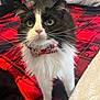 cat, black_and_white, bow_tie, pet, animal, feline, whiskers, close_up, indoor, blanket, plaid, red, black, white, fur, cute, alert, eyes, holiday, cozy