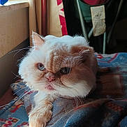 Connor is registered to the contest to win money with this photo: animal, blanket, cat, close_up, cozy, cream_colored, curtains, expression, face, fluffy, furniture, home, indoor, paw, pet, relaxed, soft, sunlight, whiskers, window