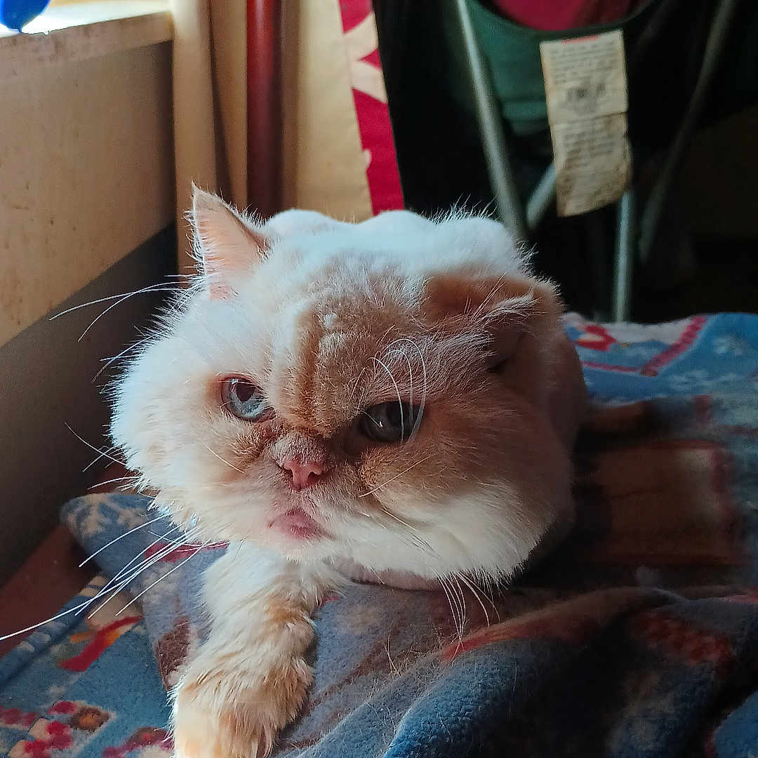 Connor is registered to the contest to win money with this photo: animal, blanket, cat, close_up, cozy, cream_colored, curtains, expression, face, fluffy, furniture, home, indoor, paw, pet, relaxed, soft, sunlight, whiskers, window