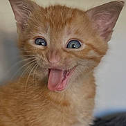 Meatball is registered to the contest to win money with this photo: kitten, cat, orange_cat, playful, tongue_out, blue_eyes, fur, pet, animal, cute, whiskers, ears, indoor, young_cat, closeup, face, feline, mammal, adorable, expression