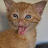 kitten, cat, orange_cat, playful, tongue_out, blue_eyes, fur, pet, animal, cute, whiskers, ears, indoor, young_cat, closeup, face, feline, mammal, adorable, expression