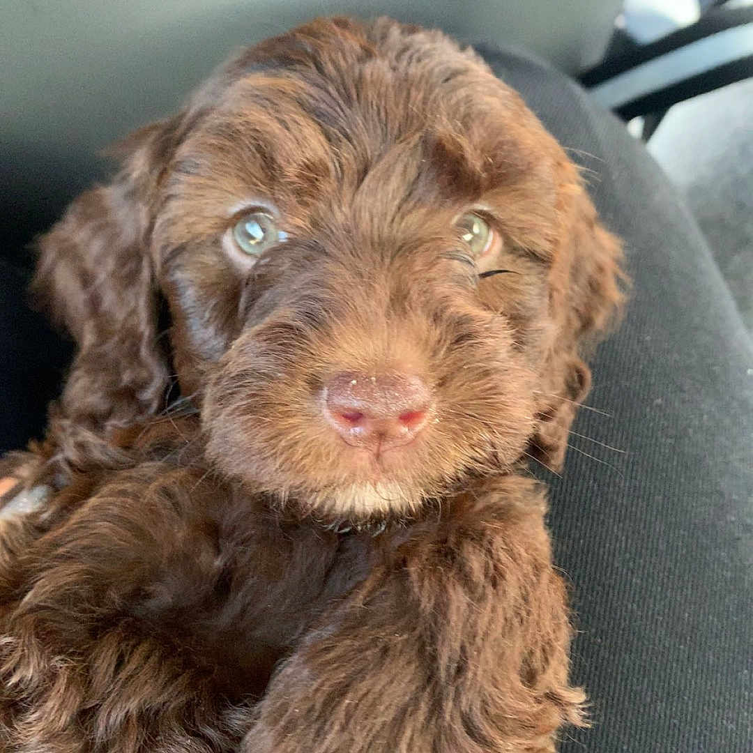 Daisy is registered to the contest to win money with this photo: animal, canine, cockerspaniel, couch, cushion, desk, dog, face, furniture, head, homedecor, person, pet, photography, poodle, portrait, puppy, sleeping, table, terrier