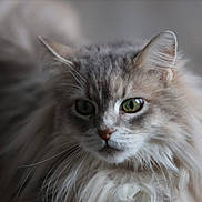 Princesse a rejoint le concours — aidez-le/la à gagner de superbes lots ! cat, fluffy, green_eyes, portrait, close_up, feline, whiskers, soft_light, long_hair, animal, pet, mammal, face, cute, domestic_cat, fur, indoor, serene, focus, background_blur