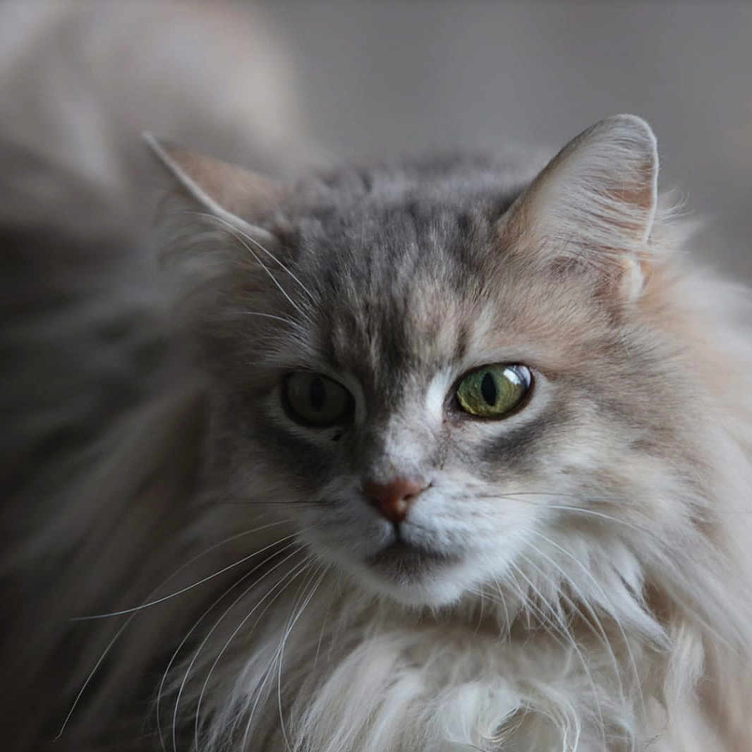 Princesse a rejoint le concours — aidez-le/la à gagner de superbes lots ! animal, background_blur, cat, close_up, cute, domestic_cat, face, feline, fluffy, focus, fur, green_eyes, indoor, long_hair, mammal, pet, portrait, serene, soft_light, whiskers