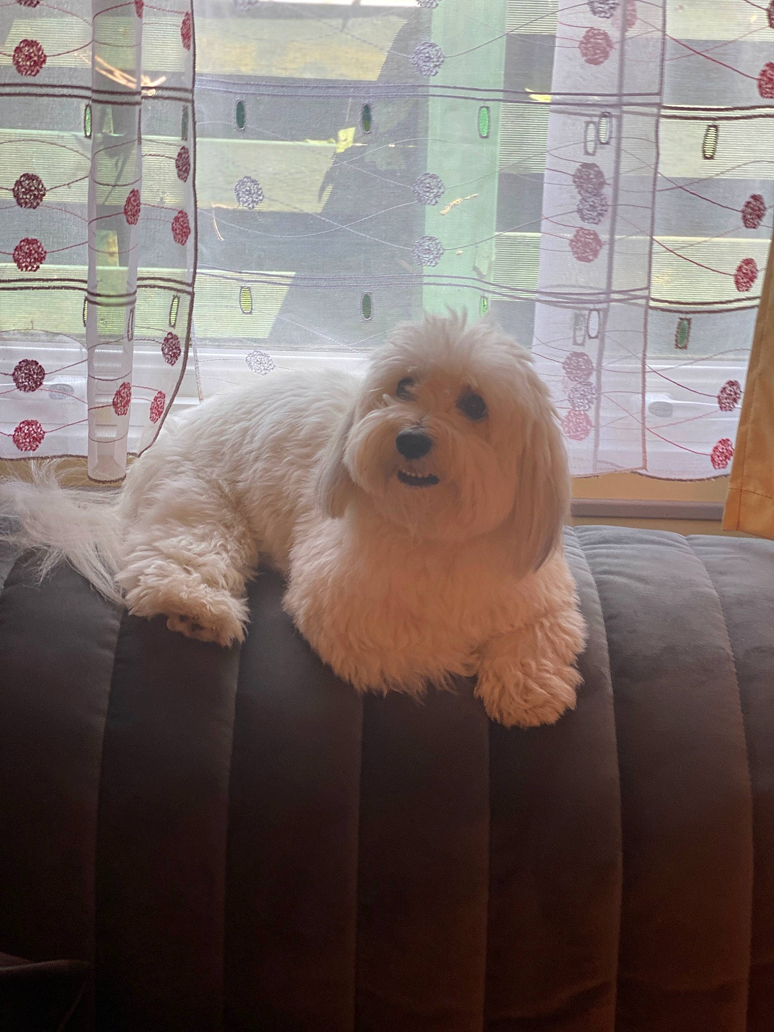 Reina a rejoint le concours — aidez-le/la à gagner de superbes lots ! carnivore, companion_dog, dog, dog_breed, fawn, floor, flooring, fur, hardwood, interior_design, liver, poodle, room, snout, terrier, toy, toy_dog, whiskers, wood, working_animal