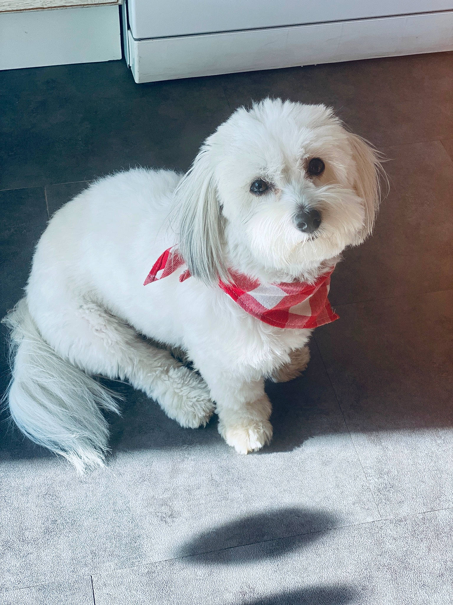 Reina a rejoint le concours — aidez-le/la à gagner de superbes lots ! canidae, carnivore, collar, companion_dog, dog, dog_breed, dog_collar, dog_supply, fur, labradoodle, maltepoo, non_sporting_group, shih_poo, small_terrier, snout, sporting_group, terrier, toy_dog, water_dog, working_animal