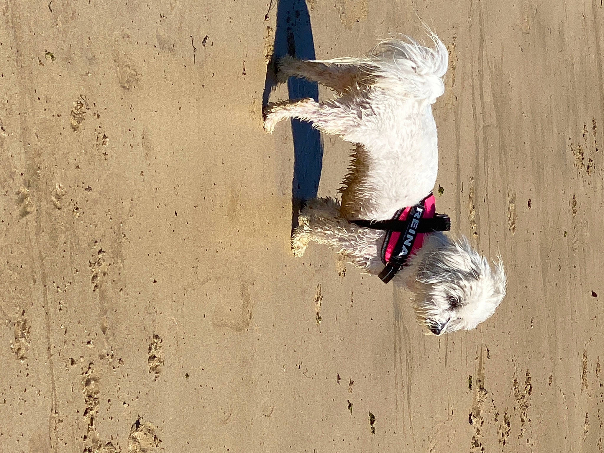 Reina a rejoint le concours — aidez-le/la à gagner de superbes lots ! art, beach, canidae, carmine, carnivore, collar, dog, dog_breed, extreme_sport, fawn, fun, landscape, leash, sand, shadow, soil, sporting_group, tail, visual_arts, wood