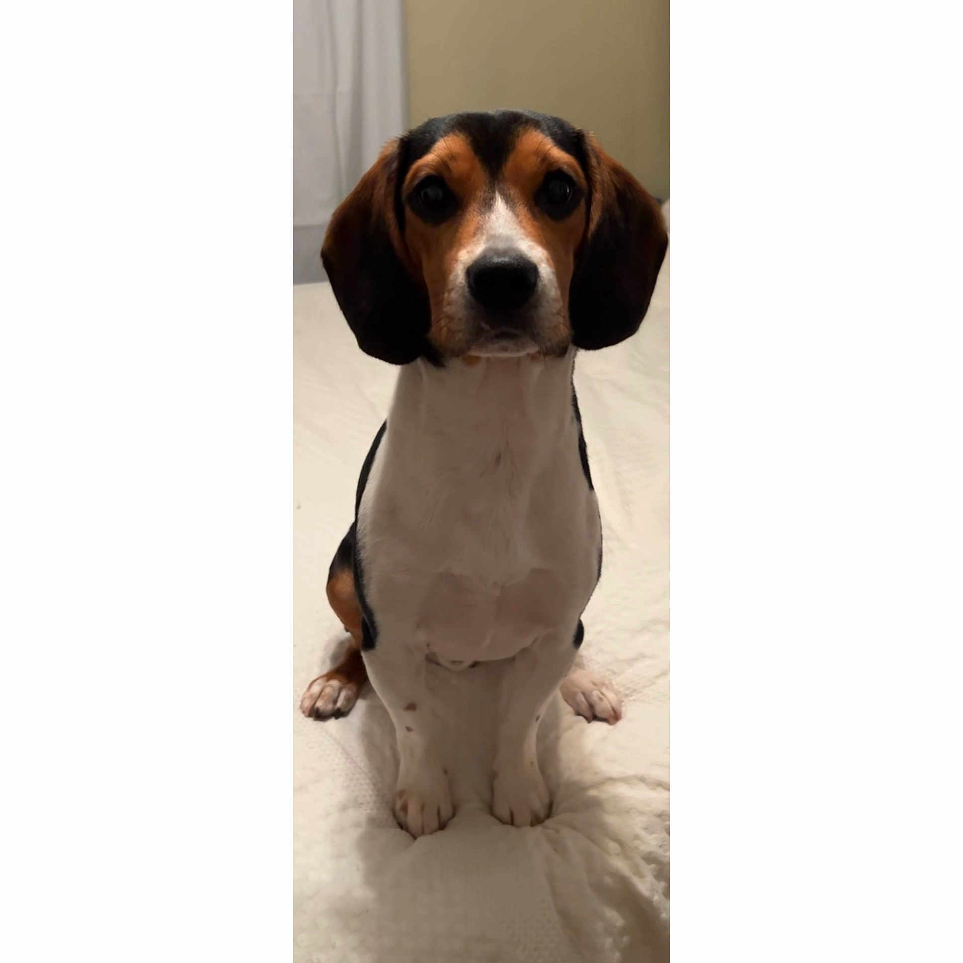 Goose joined the competition — help win amazing prizes! animal, appenzeller, beagle, canine, dog, hound, indoors, interiordesign, person, pet, puppy, snout, walkingdog
