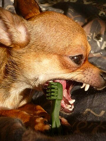 Hypnoze a rejoint le concours — aidez-le/la à gagner de superbes lots ! ancient_dog_breeds, canidae, carnivore, chihuahua, companion_dog, corgi_chihuahua, dog, dog_breed, dog_toy, fawn, mammal, mouth, pembroke_welsh_corgi, russkiy_toy, snout, toy_dog, whiskers