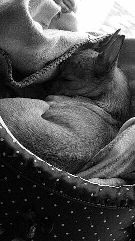 Hypnoze a rejoint le concours — aidez-le/la à gagner de superbes lots ! black, black_and_white, cat, close_up, ear, felidae, hand, monochrome, monochrome_photography, mouth, photography, small_to_medium_sized_cats, snout, still_life_photography, stock_photography, style, whiskers, white