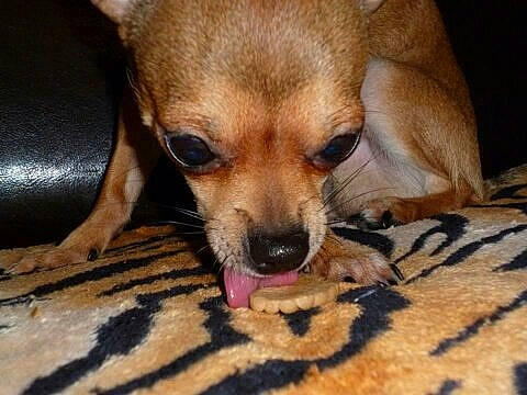 Hypnoze a rejoint le concours — aidez-le/la à gagner de superbes lots ! beagador, canidae, carnivore, chihuahua, companion_dog, corgi_chihuahua, dog, dog_breed, ear, fawn, mammal, nose, puppy, russkiy_toy, snout, toy_dog, vertebrate, whiskers