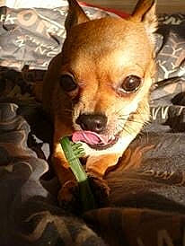 Hypnoze a rejoint le concours — aidez-le/la à gagner de superbes lots ! ancient_dog_breeds, canidae, carnivore, chihuahua, companion_dog, dog, dog_breed, ear, fawn, mammal, miniature_pinscher, non_sporting_group, puppy, snout, toy_dog, vertebrate