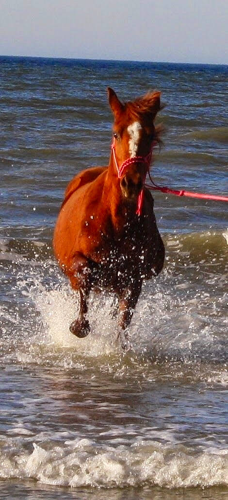 Cici participe au concours pour gagner de l'argent avec cette photo : bridle, canidae, carnivore, dog, dog_breed, fun, horse, liver, mammal, mane, mare, mustang_horse, pharaoh_hound, sporting_group, stallion, vertebrate, water