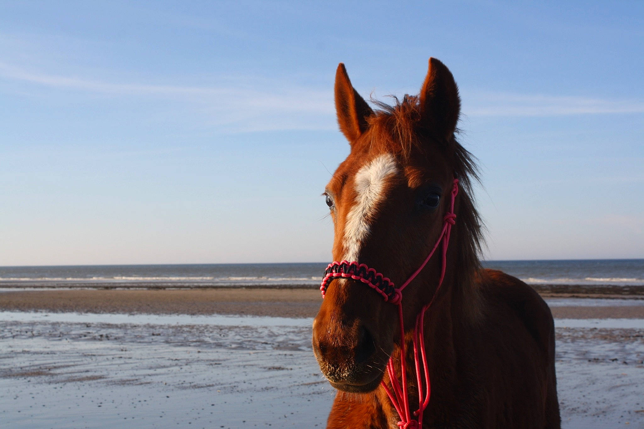 Cici a rejoint le concours — aidez-le/la à gagner de superbes lots ! bridle, halter, horse, horse_tack, landscape, liver, mammal, mane, mare, mustang_horse, rein, sea, sky, sorrel, stallion, vacation, winter