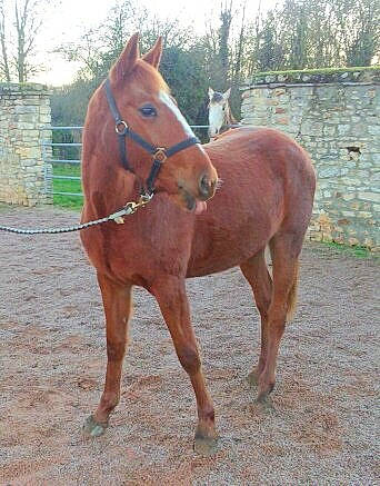 Cici participe au concours pour gagner de l'argent avec cette photo : bridle, colt, foal, halter, horse, horse_supplies, horse_tack, liver, livestock, mammal, mane, mare, mustang_horse, pack_animal, rein, snout, sorrel, stallion, vertebrate, working_animal