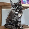 Bianca participe au concours pour gagner de l'argent avec cette photo : cat, kitten, long_hair, fluffy, gray_fur, black_fur, white_markings, blue_eyes, green_eyes, ears, whiskers, sitting, portrait, close_up, indoors, wooden_surface, furniture, animal, cute, maine_coon