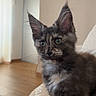 cat, kitten, fluffy, long_hair, gray_fur, tortoiseshell, white_chest, blue_eyes, large_ears, whiskers, sitting, pet, indoors, home, cushion, sofa, wooden_floor, window, portrait, cute
