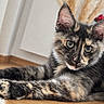Bianca a rejoint le concours — aidez-le/la à gagner de superbes lots ! cat, kitten, tortoiseshell, animal, pet, feline, portrait, close_up, face, eyes, ears, whiskers, fur, paws, stretching, lying_down, indoors, wooden_floor, home, cute