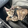cat, kitten, furry, long_hair, green_eyes, pointed_ears, whiskers, harness, pet, animal, car, car_interior, passenger_seat, leather, seatbelt, travel, relaxed, lying_down, portrait, photography