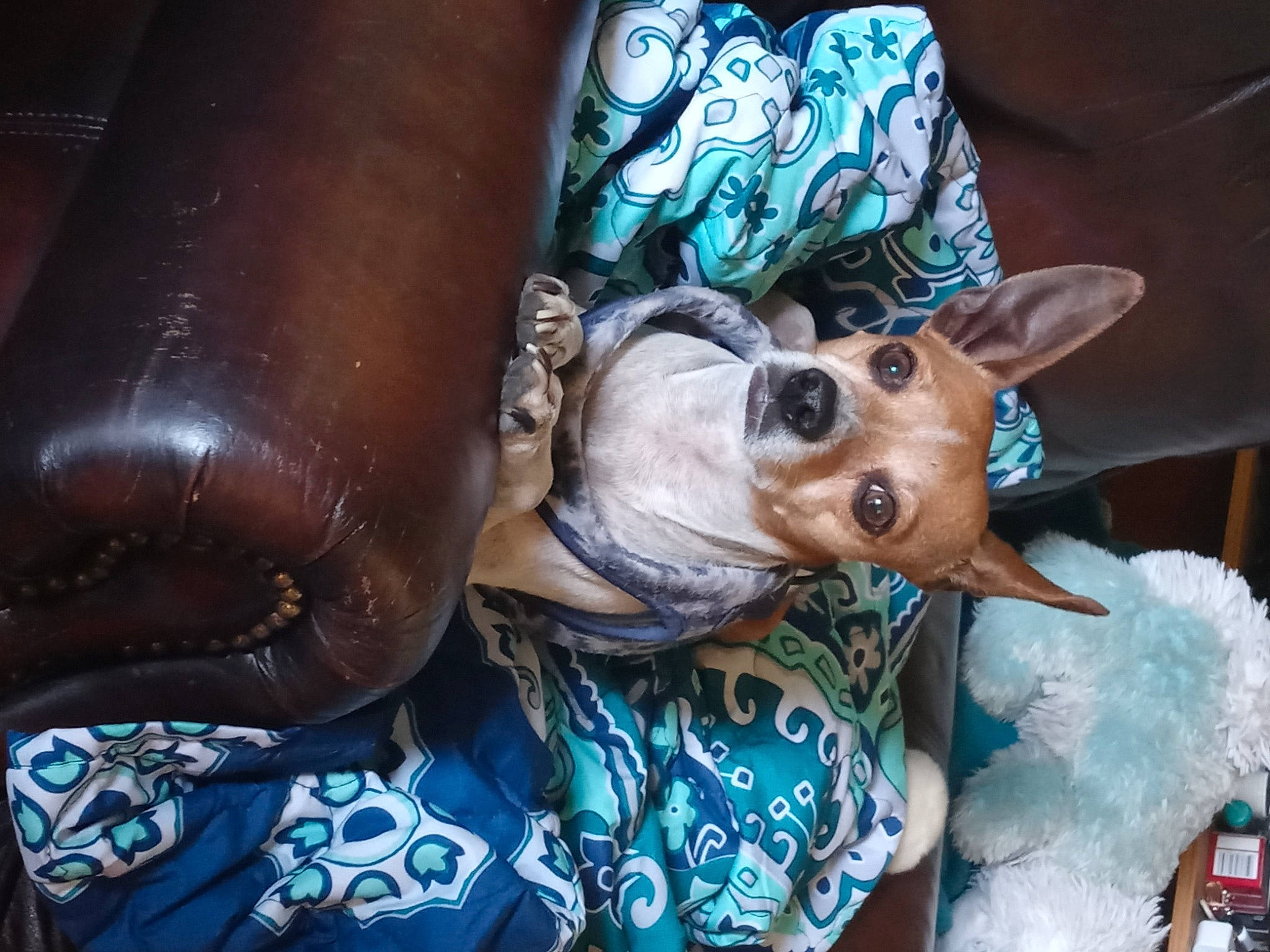 Tonka joined the competition — help win amazing prizes! art, carnivore, companion_dog, costume, dog, dog_breed, electric_blue, event, eyewear, fashion_accessory, fawn, fun, fur, snout, sporting_group, sunglasses, toy_dog, tree, whiskers, working_animal