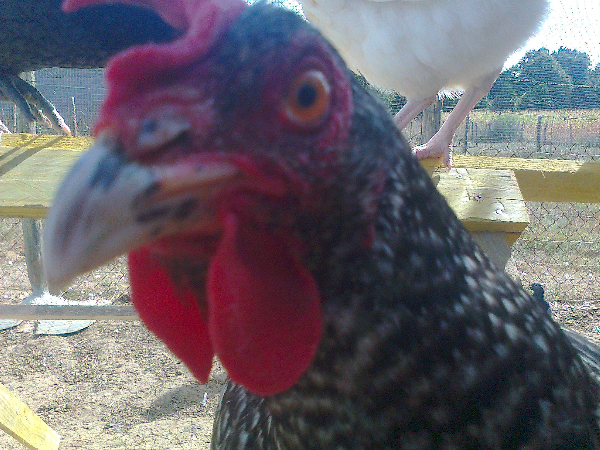 Dindone a rejoint le concours — aidez-le/la à gagner de superbes lots ! beak, bird, chicken, close_up, comb, domesticated_turkey, eye, feather, fowl, galliformes, livestock, neck, phasianidae, poultry, rooster, turkey, wild_turkey