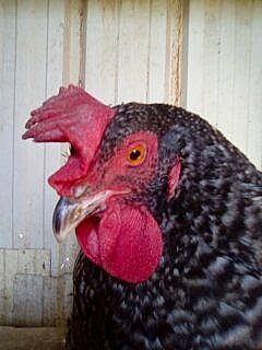 Dindone a rejoint le concours — aidez-le/la à gagner de superbes lots ! beak, bird, chicken, close_up, comb, feather, fowl, galliformes, livestock, neck, nose, phasianidae, poultry, rooster, turkey, turkey_vulture, vertebrate