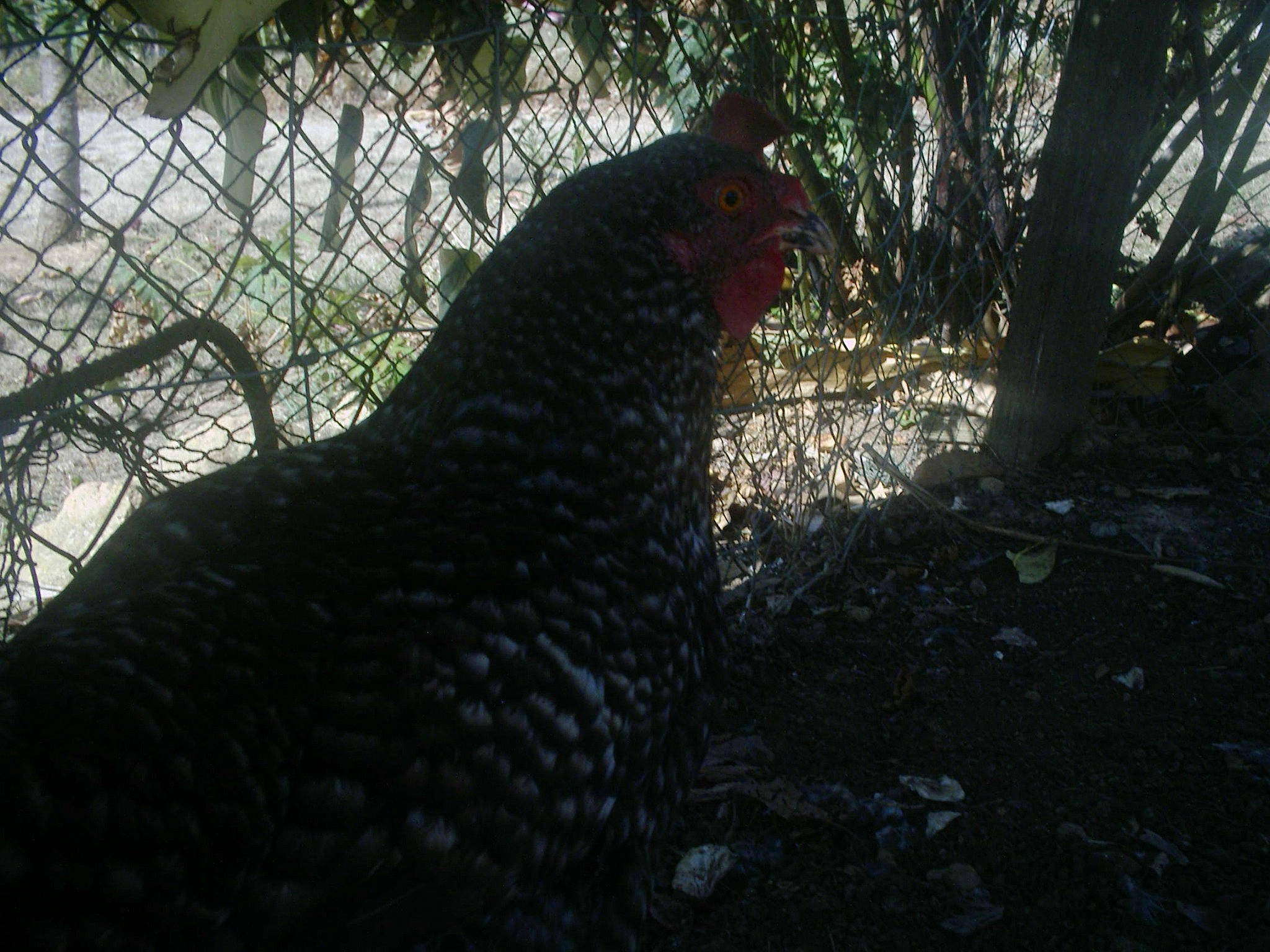 Dindone a rejoint le concours — aidez-le/la à gagner de superbes lots ! adaptation, beak, bird, black, branch, chicken, fowl, galliformes, livestock, phasianidae, plant, poultry, rooster, tree, wildlife