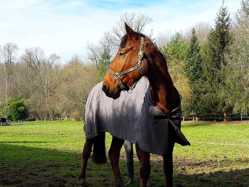 Vasken a rejoint le concours — aidez-le/la à gagner de superbes lots ! bridle, grass, grassland, horse, horse_supplies, livestock, mammal, mane, mare, meadow, mustang_horse, pasture, plant, ranch, sky, stallion, stock_photography, tree, vertebrate, wildlife