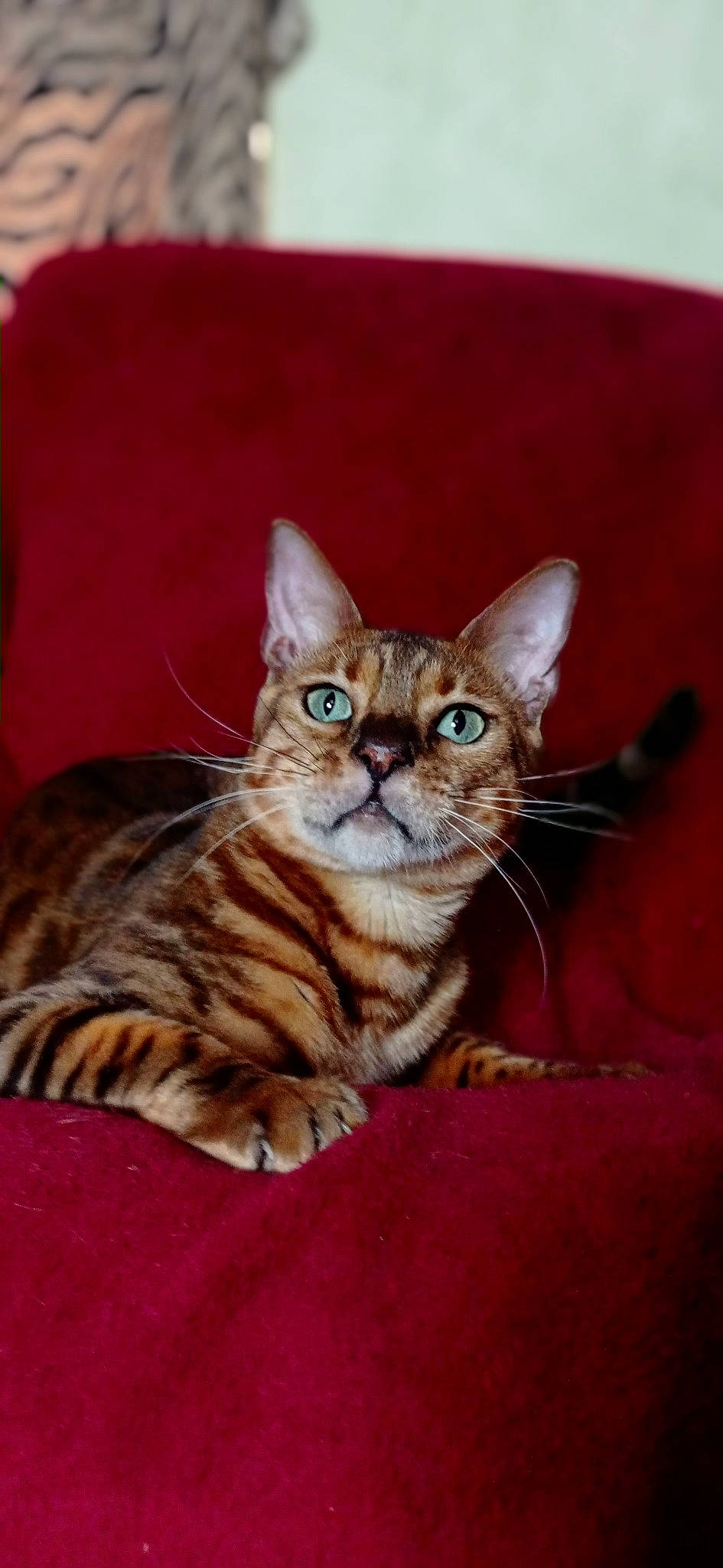 Ramsès participe au concours pour gagner de l'argent avec cette photo : carnivore, cat, claw, domestic_short_haired_cat, fawn, felidae, fur, paw, small_to_medium_sized_cats, snout, tail, terrestrial_animal, whiskers