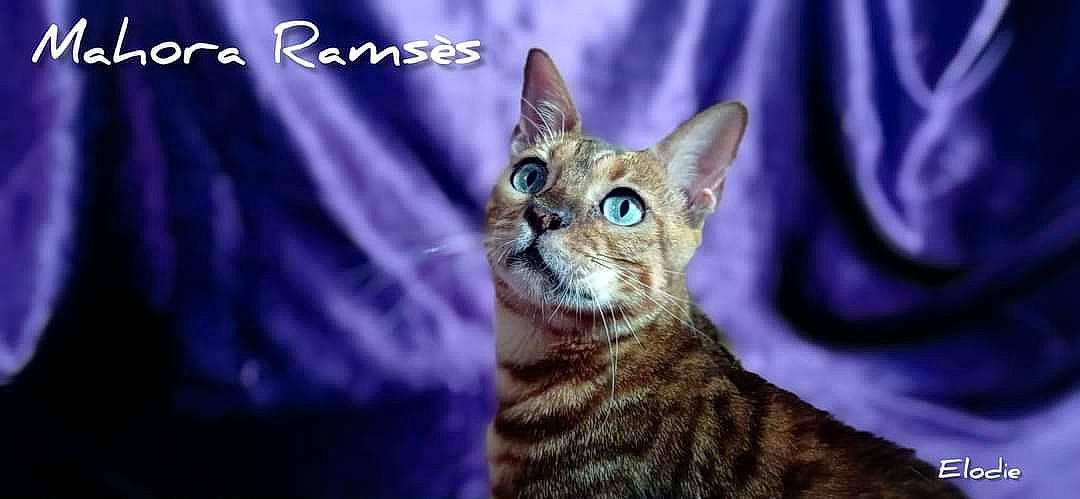 Ramsès participe au concours pour gagner de l'argent avec cette photo : carnivore, cat, curtain, domestic_short_haired_cat, electric_blue, felidae, font, fur, head, organism, photo_caption, small_to_medium_sized_cats, snout, terrestrial_animal, whiskers, wildlife